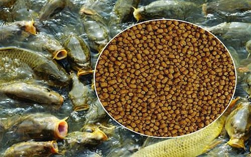 خوراک ماهی کپور + مناسب رشد و وزن‌ گیری سریع